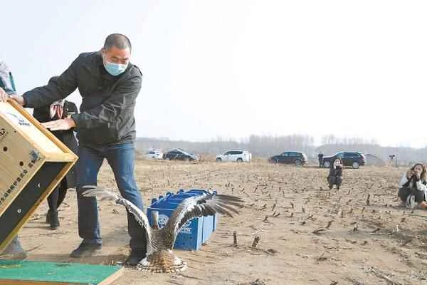 The rescued great bustard was released back into the wild in Miyun, Beijing.