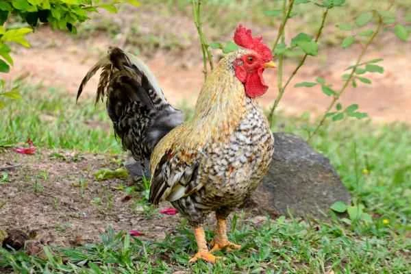 Animals and animals - Gallo doméstico (Gallus gallus)