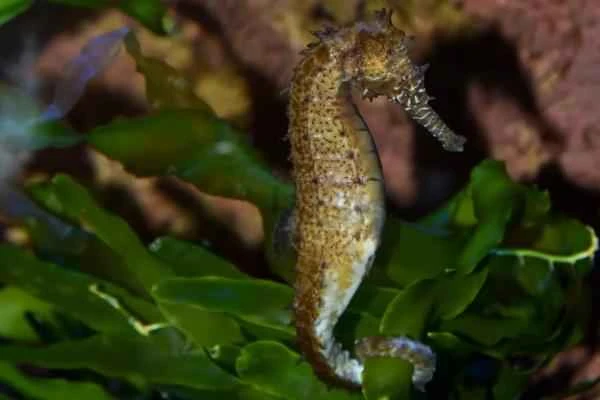 Tipos de caballitos de mar - Caballito de Mar de Barbour (Hippocampus barbouri)