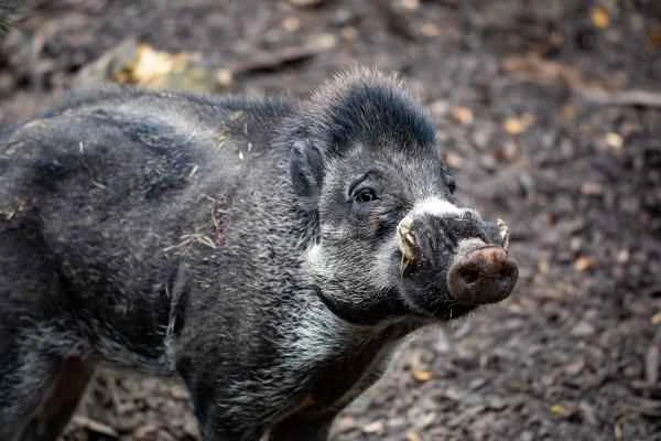 Wild boar species - Sulawesi warthog