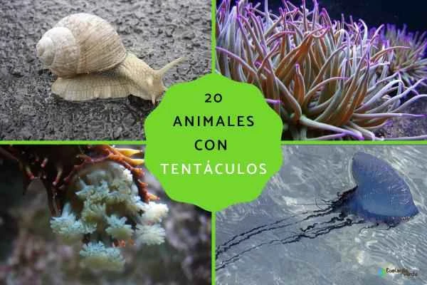 20 Animals with Tentacles: Characteristics, Functions, and Classification Explained