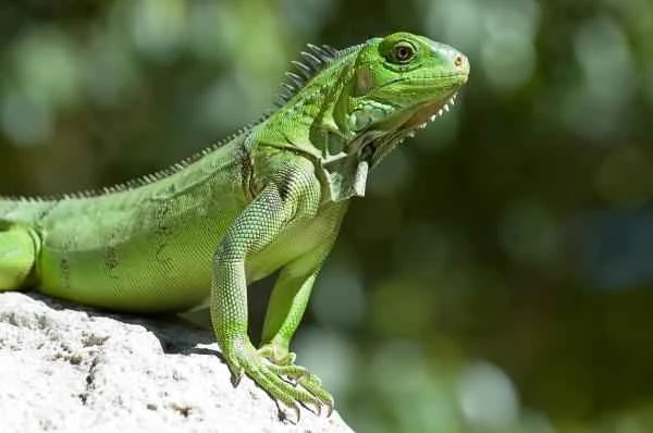 Are iguanas endangered? — A comprehensive analysis of the current status of iguana conservation, major threats, and conservation strategies.
