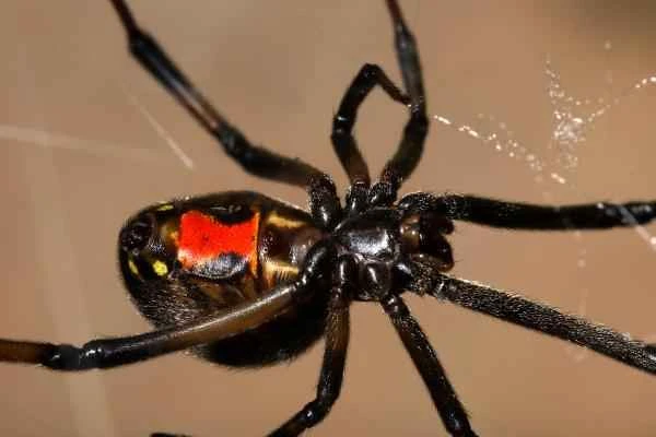 Animales más peligrosos en España - Viuda negra