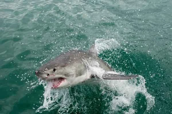 Carnivorous fish: What are they and examples - Great white shark (Carcharodon carcharias)