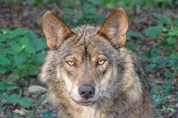 Animales cuadrúpedos: ejemplos y lista - Lobo (Canis lupus)