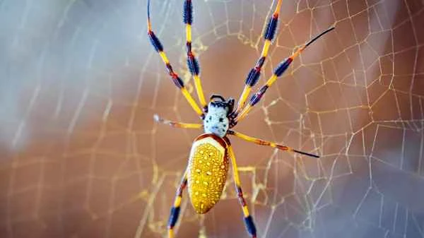 Banana Spider: Everything You Need to Know About Myths, Facts, and Species Introduction