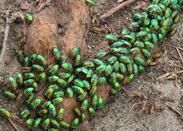 宝石虫/金属盾虫（Jewel Bug/Metallic Shield Bug）