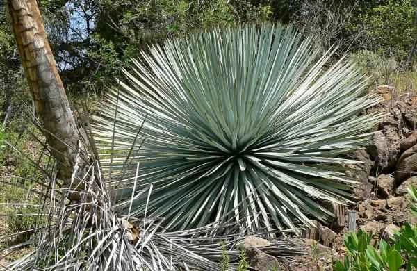 Especies endémicas de Baja California - Yuca de chaparral (Hesperoyucca whipplei)