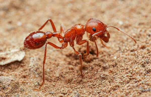 The world's top ten most venomous ants: which ant has the strongest venom?