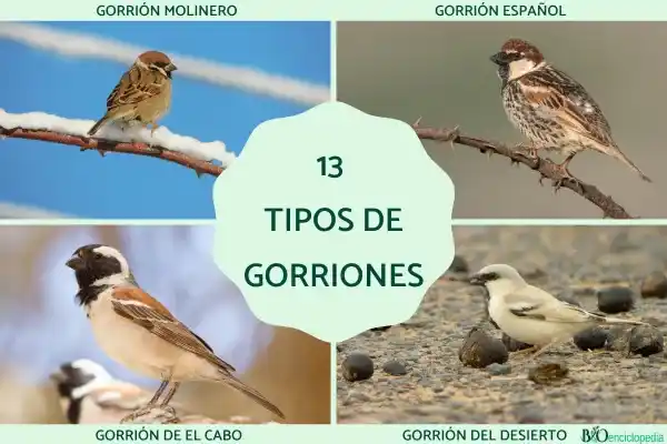 13 kinds of sparrows