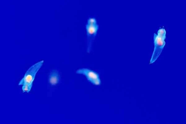 Ángeles de mar: características, hábitat and alimentación - Reproducción de los Ángeles de mar