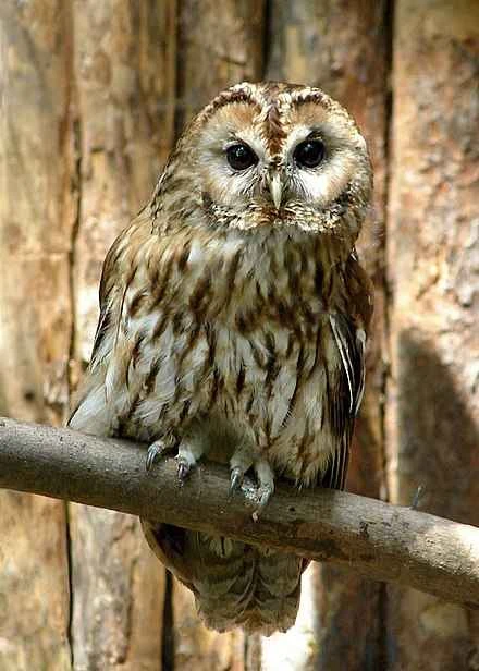Detailed information about owls and their habits (detailed introduction)