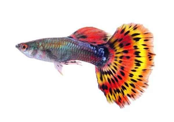 Ten easy-to-keep small ornamental fish