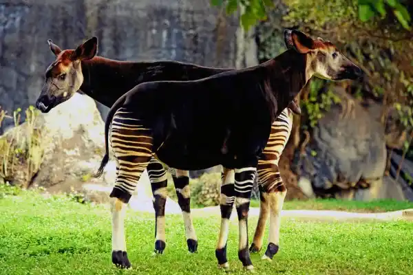 Characteristics of the Okapi – An endangered animal