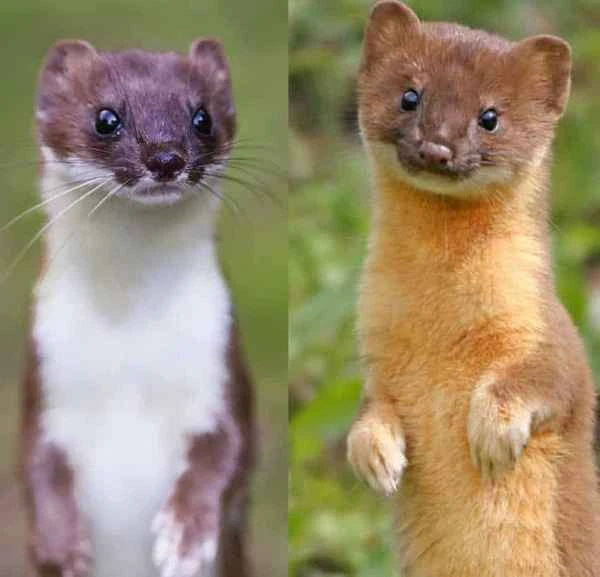 The differences between the yellow weasel and the white weasel: A comprehensive understanding of these two small predatory animals.