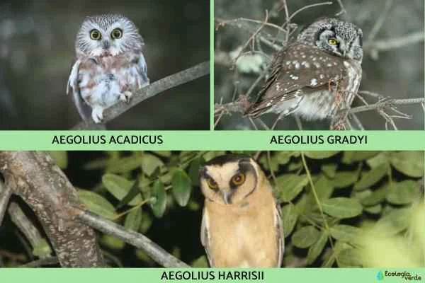 Owl species - Owl genus