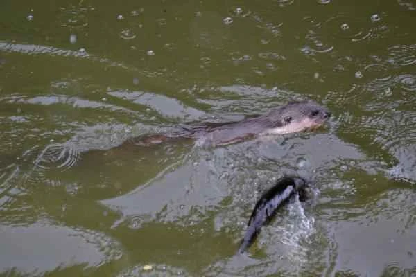 Tipos de nutrias - Nutria de Sumatra (Lutra sumatrana)