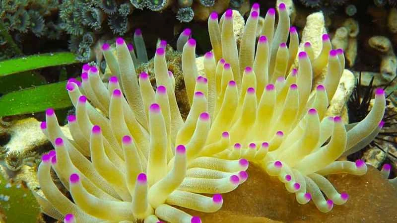 Pink pointed sea anemone (Condylactis gigantea)