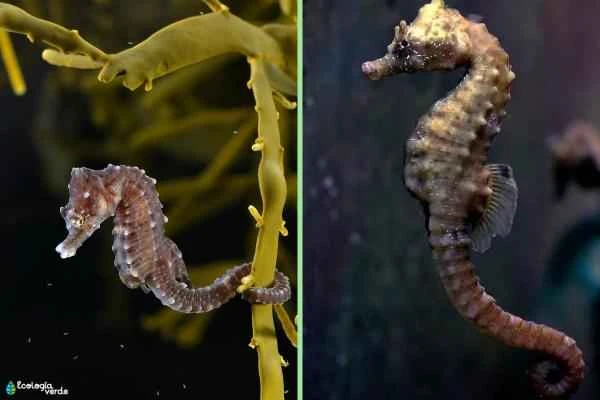 Tipos de caballitos de mar - Caballito de mar común (Hippocampus hippocampus)