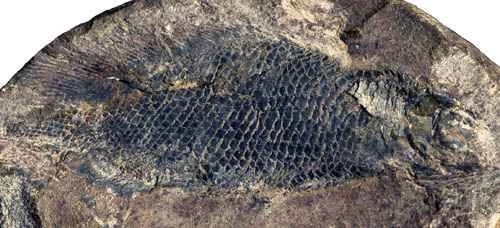 The discovery and evolution of the Triassic long-dorsal-finned Fukangfish