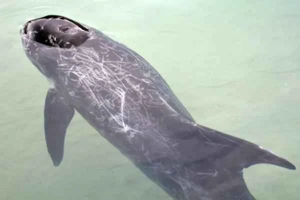 Animales híbridos: ejemplos and características - Balfín (Tursiops truncatus × Pseudorca crassidens)