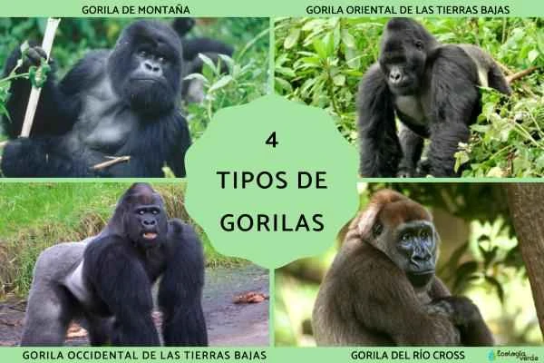 What kinds of gorillas are there? You'll understand after reading this!