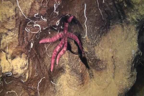 Species endémicas de Quintana Roo - Estrella de mar cavernícola (Copidaster cavernicola)