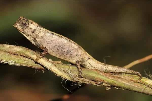 Chameleon species - Brookesia nana