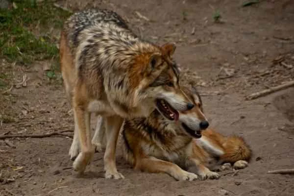 Tipos de lobos - Lobo mexicano (Canis lupus baileyi)
