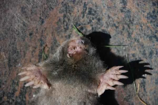 Tipos de topos - Topo de cola peluda (Parascalops breweri)