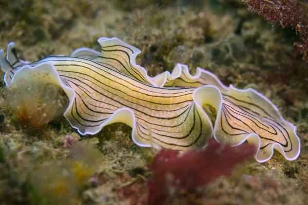 What are flatworms? A comprehensive analysis of their characteristics, classification, and common examples.