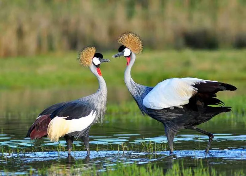 Grey Crowned Crane: A Naturally Elegant Dancer