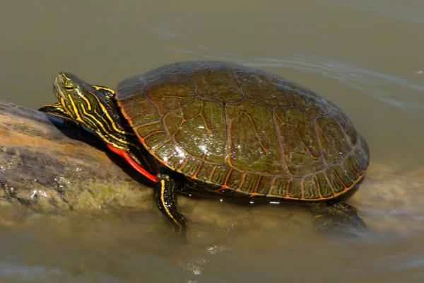 Mexican reptiles - Painted turtle (Chrysemys picta)