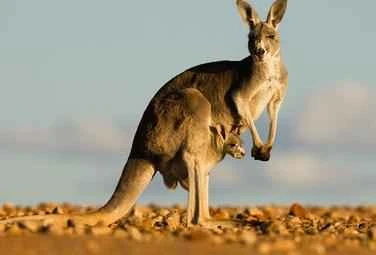 Unique ways animals give birth: peculiar births of life.