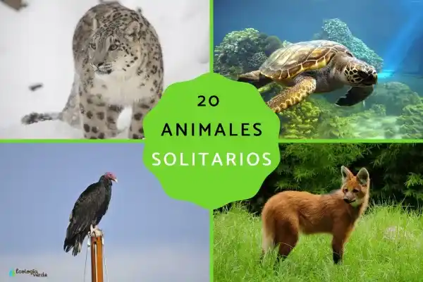 20 typical solitary animals and their behavioral characteristics
