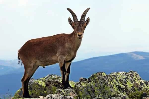 Tipos de cabras - Raza Montés