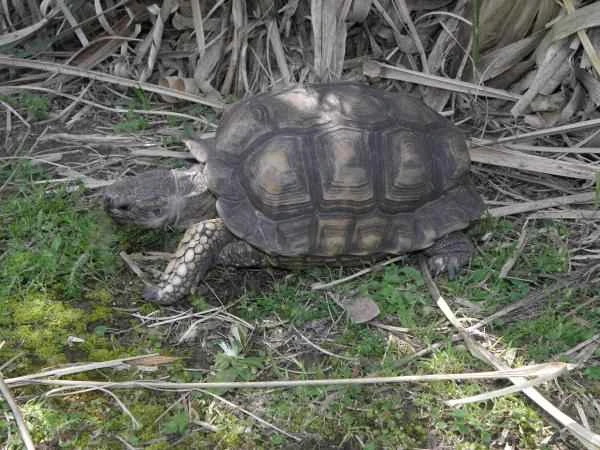 Argentine reptiles - tortoises