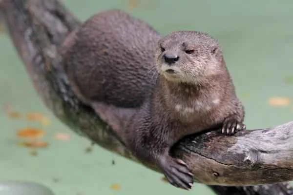 Tipos de nutrias - Nutria de cuello moteado (Hydrictis maculicollis)