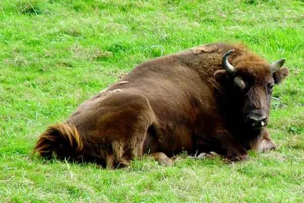 Animals ungulados: qué son, ejemplos and características - Bisonte (Bison bison)