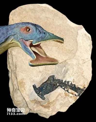 Animal filtration is nature's choice.