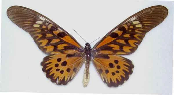 The 10 most poisonous butterflies in the world, ranking of the most venomous butterflies.