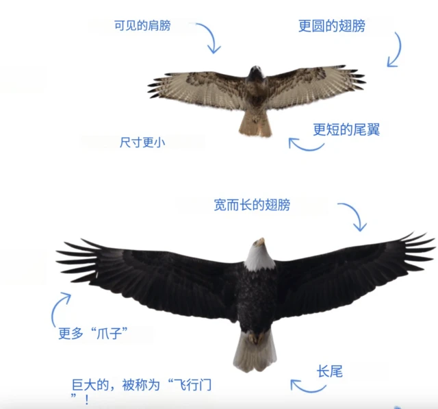 Are eagles and falcons the same species of bird? Exploring the differences and ecological characteristics of eagles and falcons.