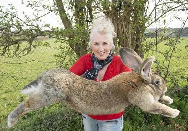 Top 10 Giant Rabbit Breeds in the World