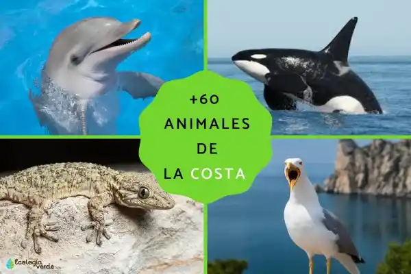 A comprehensive list of over 60 coastal animals (names, characteristics, and distribution).