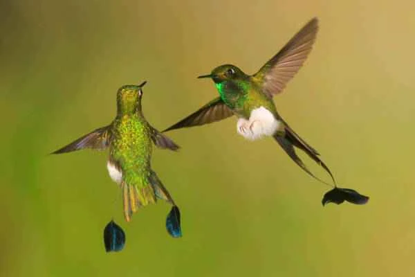 13 Interesting Facts About Hummingbirds You May Have Heard Some of Them