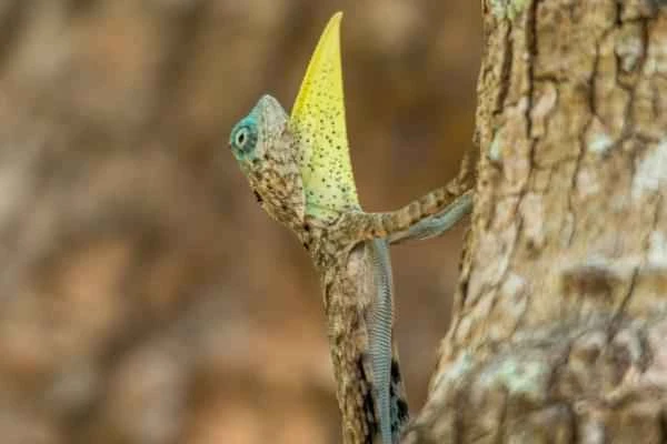 Types of lizards - Common gliding lizard