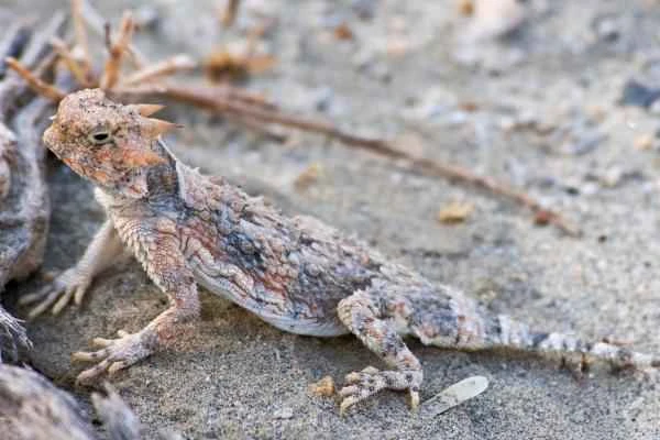 Lizard species - Desert Horned Lizard