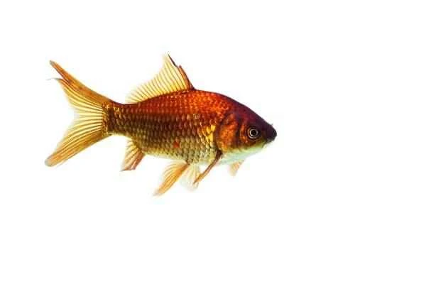 The origin and evolutionary history of goldfish
