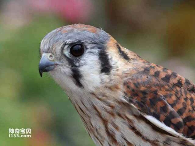 Top 10 animals with exceptional eyesight: A list of animals with unique vision