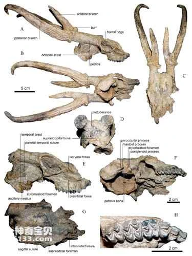 An 8-million-year-old skull fossil of the Eocene stellate deer has been discovered.